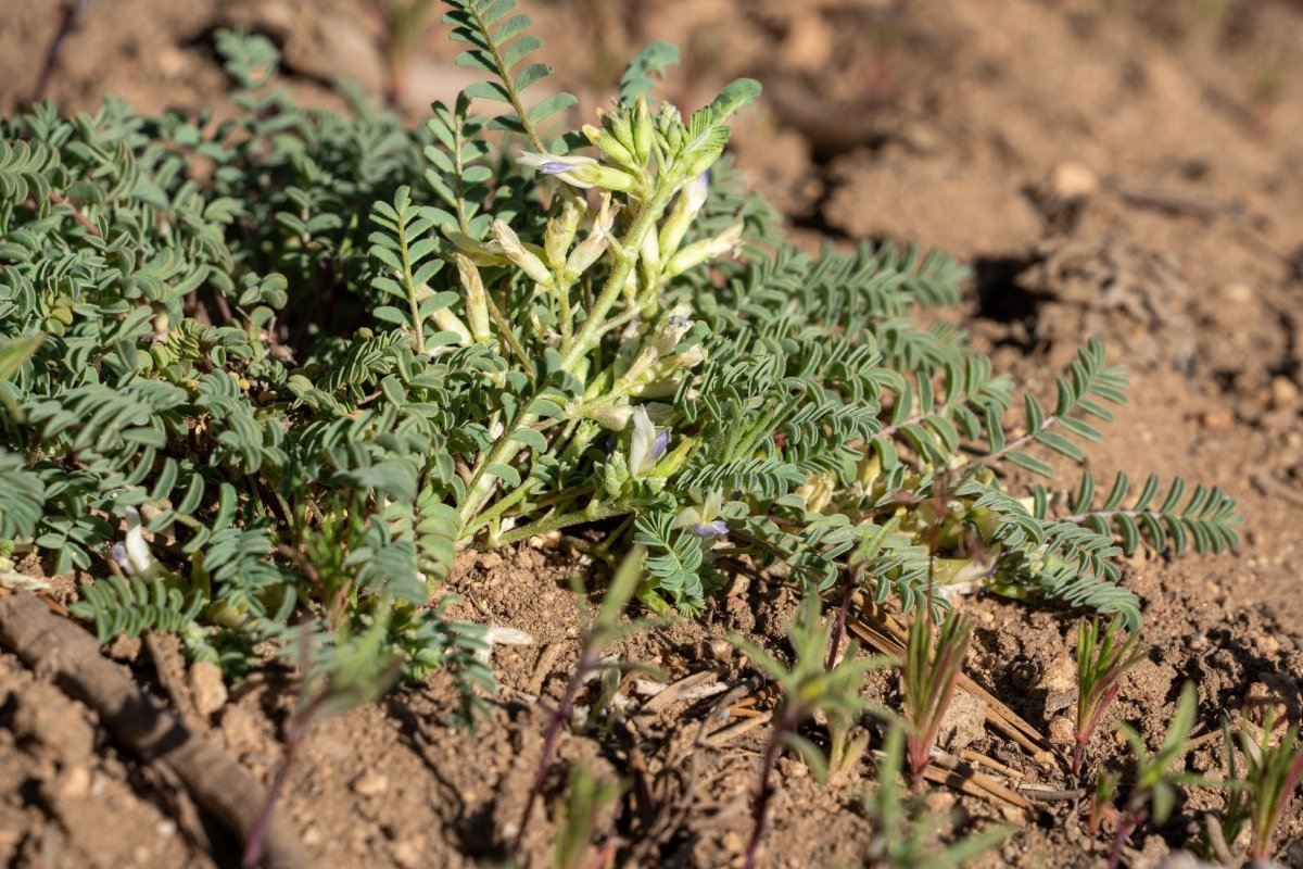 Astragalus lentiginosus var. kernensis