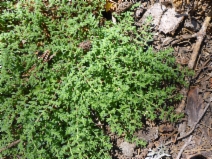 Herniaria hirsuta ssp. hirsuta