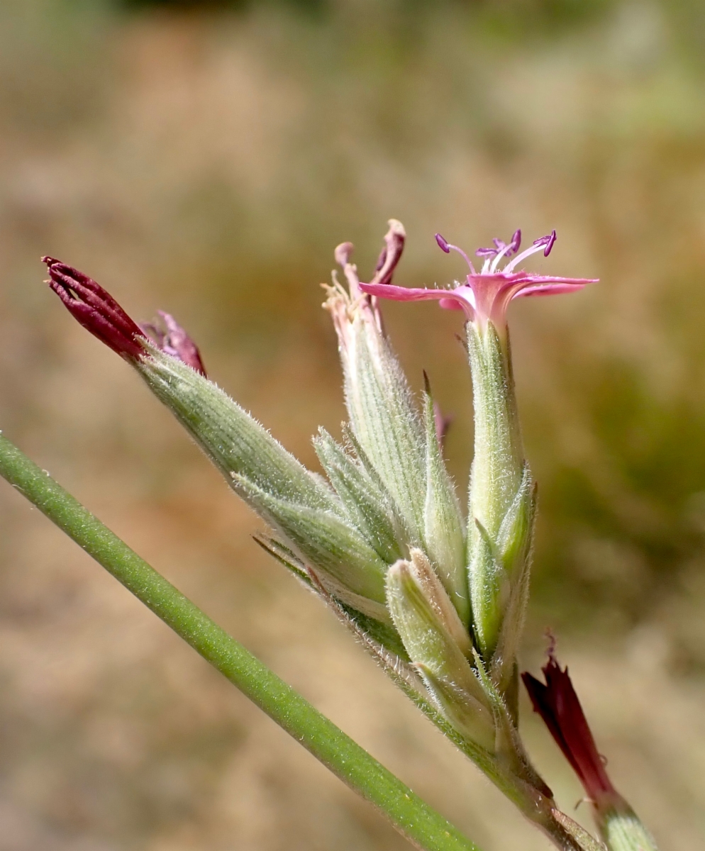 Dianthus armeria ssp. armeria