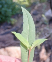 Epilobium angustifolium ssp. circumvagum