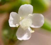Gayophytum humile