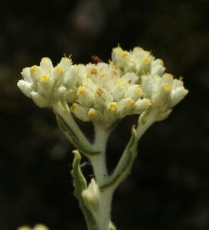 Gnaphalium bicolor