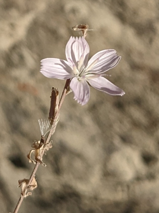 Stephanomeria virgata ssp. pleurocarpa