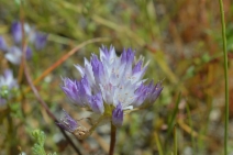 Allium parryi