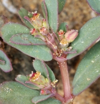Chamaesyce serpyllifolia