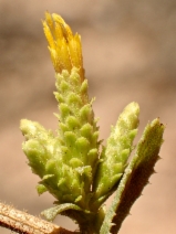 Hazardia squarrosus ssp. grindelioides