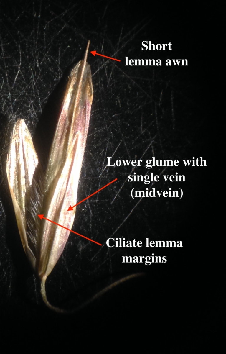 Bromus ciliatus