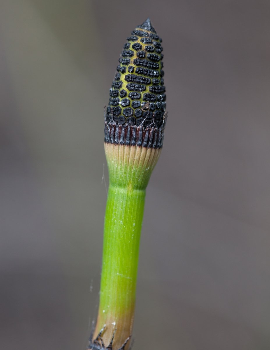 Equisetum hyemale ssp. affine