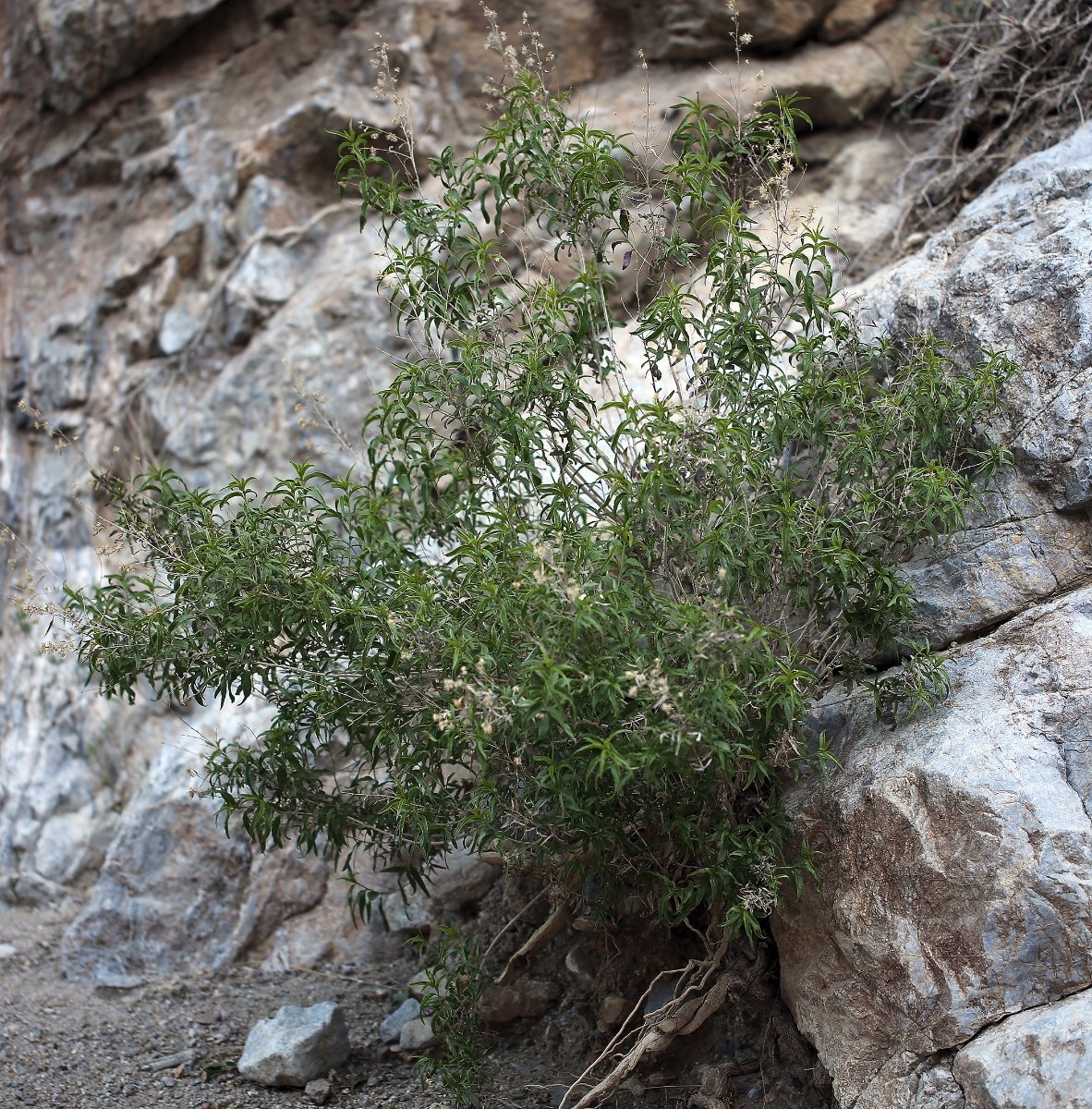 Brickellia longifolia var. multiflora