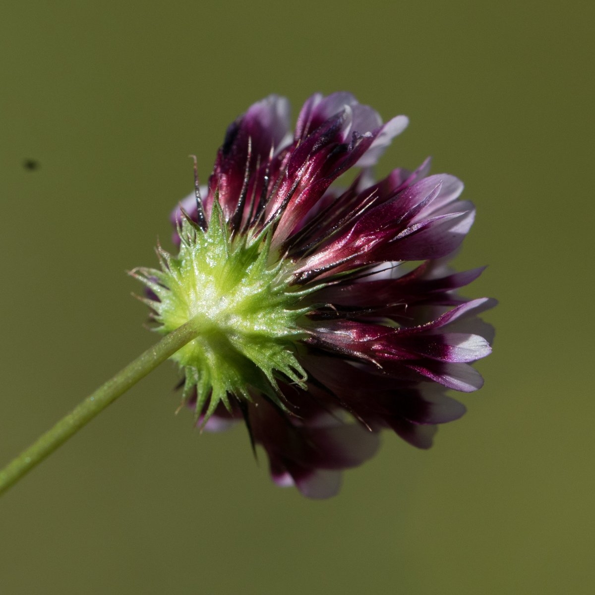 Trifolium variegatum