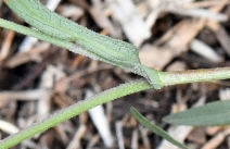 Symphyotrichum foliaceum var. parryi