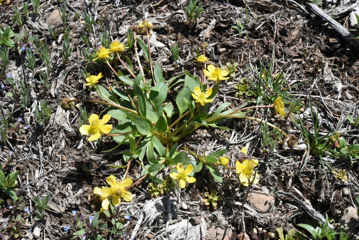 Ranunculus glaberrimus
