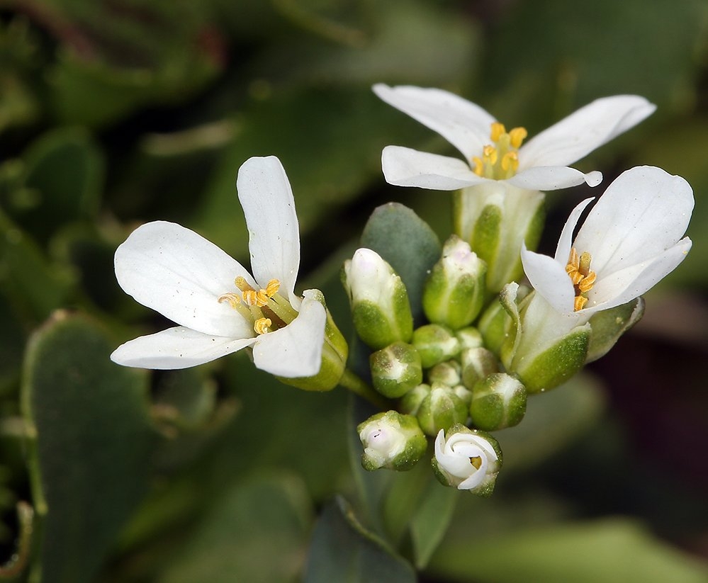 Noccaea fendleri ssp. californica