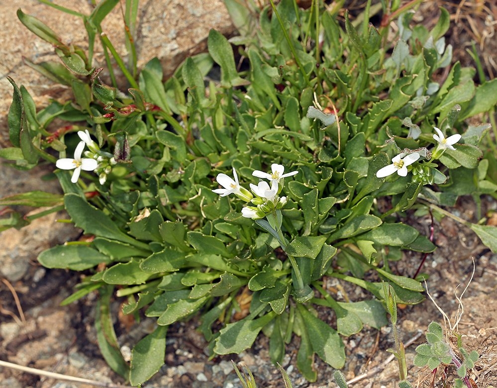 Noccaea fendleri ssp. californica