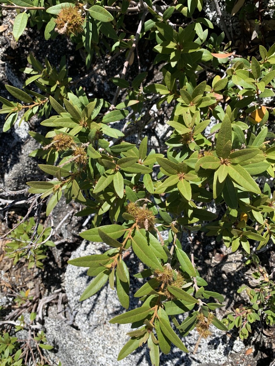 Chrysolepis chrysophylla var. chrysophylla