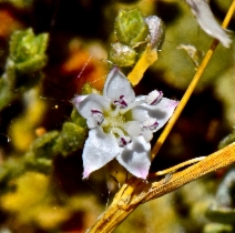 Cressa truxillensis var. vallicola