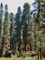 Sequoia gigantea