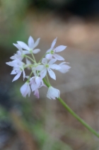 Allium membranaceum