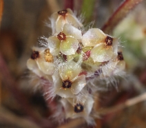 Plantago erecta ssp. erecta