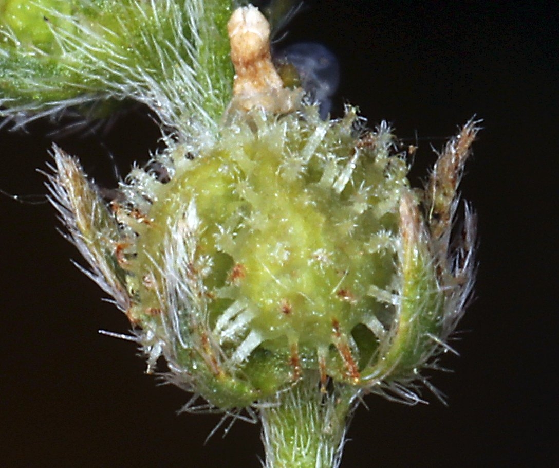 Plagiobothrys greenei