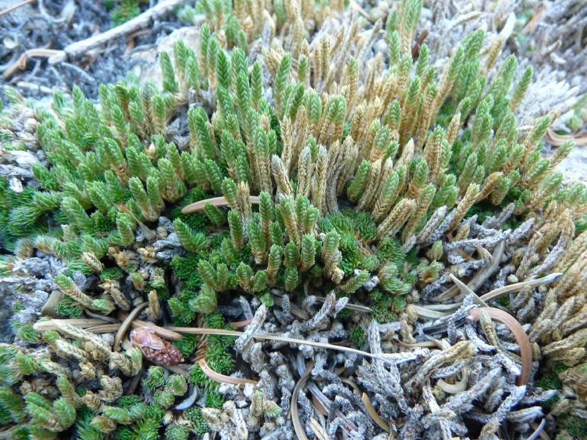 Selaginella scopulorum