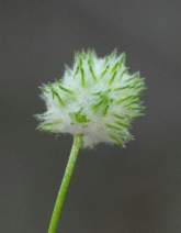 Gilia capitata ssp. mediomontana