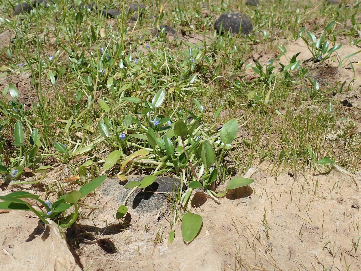 Heteranthera rotundifolia