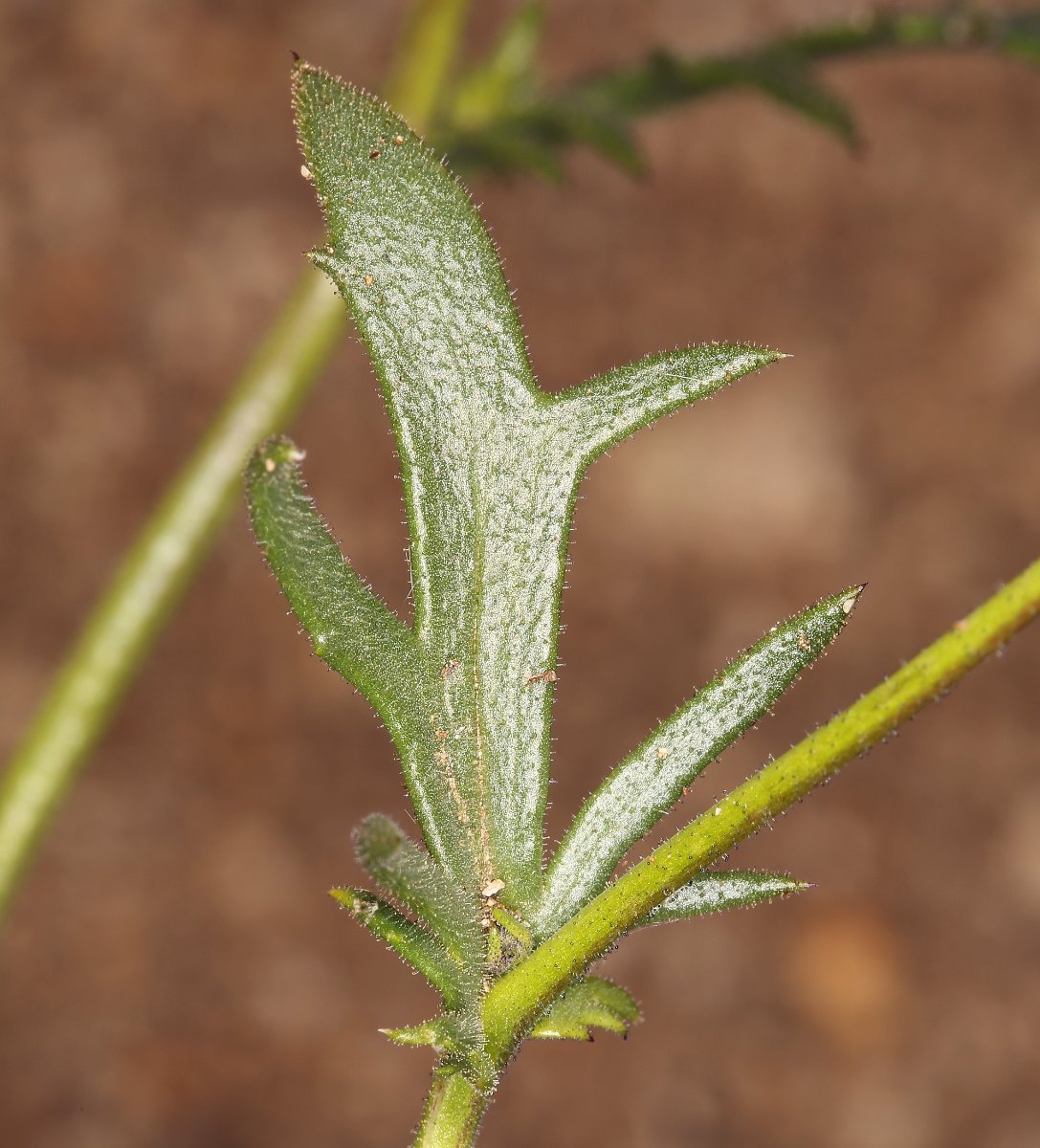 Gilia brecciarum ssp. neglecta