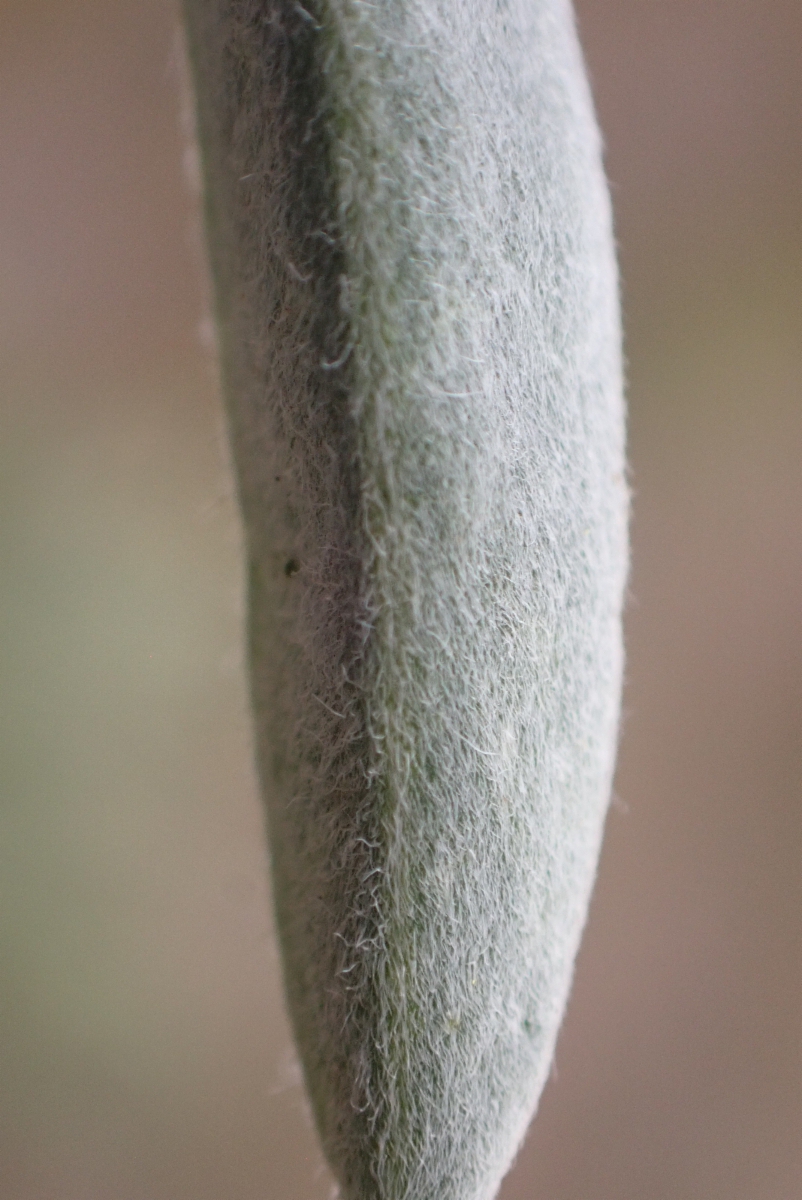 Lupinus argenteus var. heteranthus