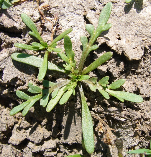 Lepidium coronopus