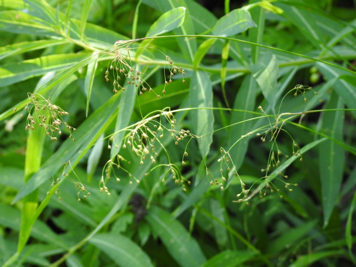 Luzula parviflora ssp. parviflora
