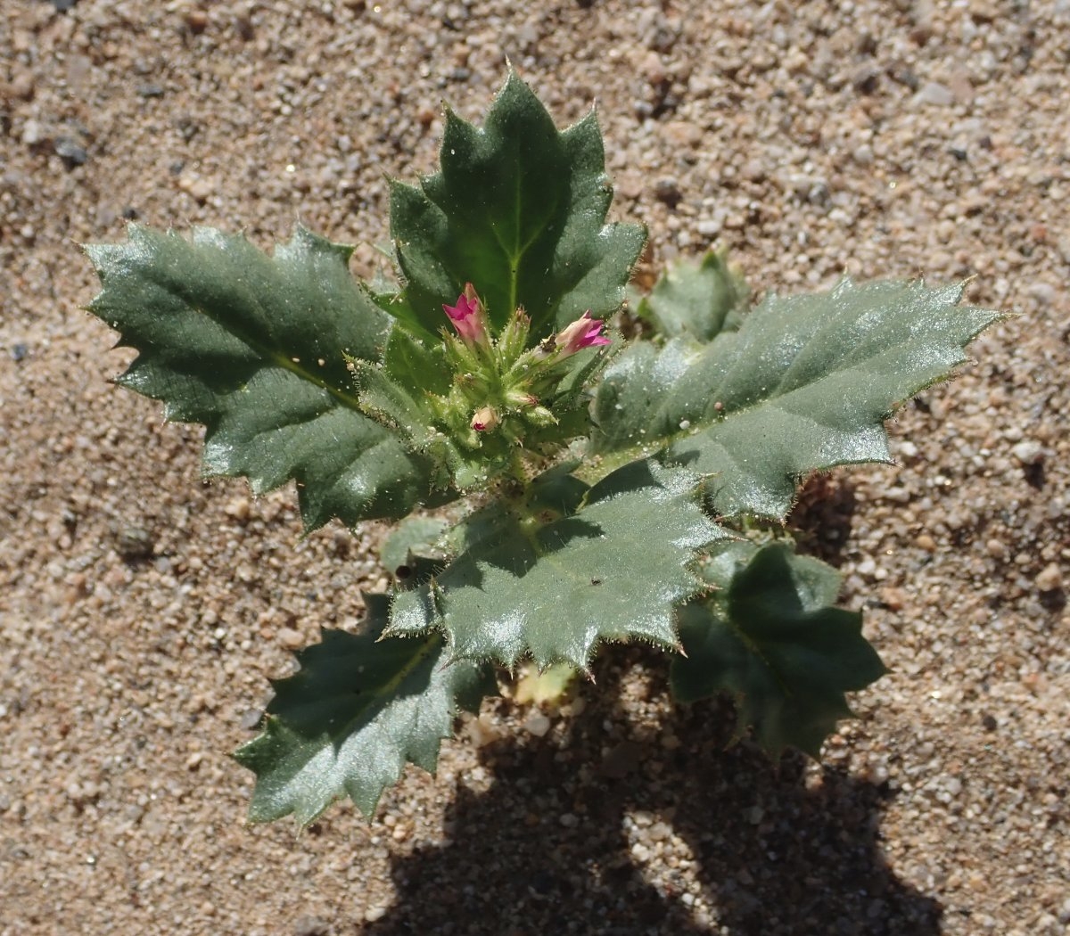 Aliciella latifolia ssp. latifolia