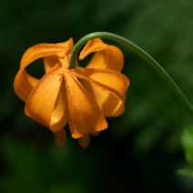Lilium columbianum