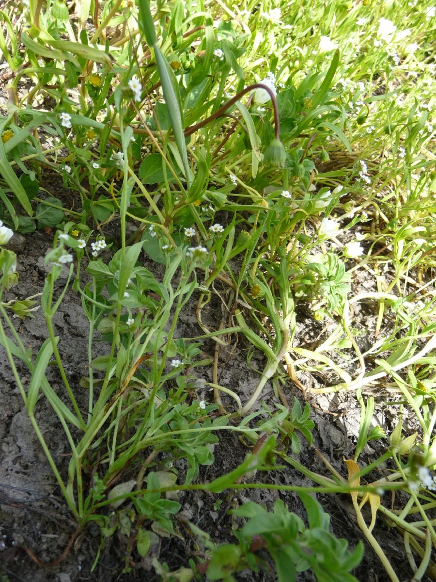 Plagiobothrys reticulatus var. reticulatus