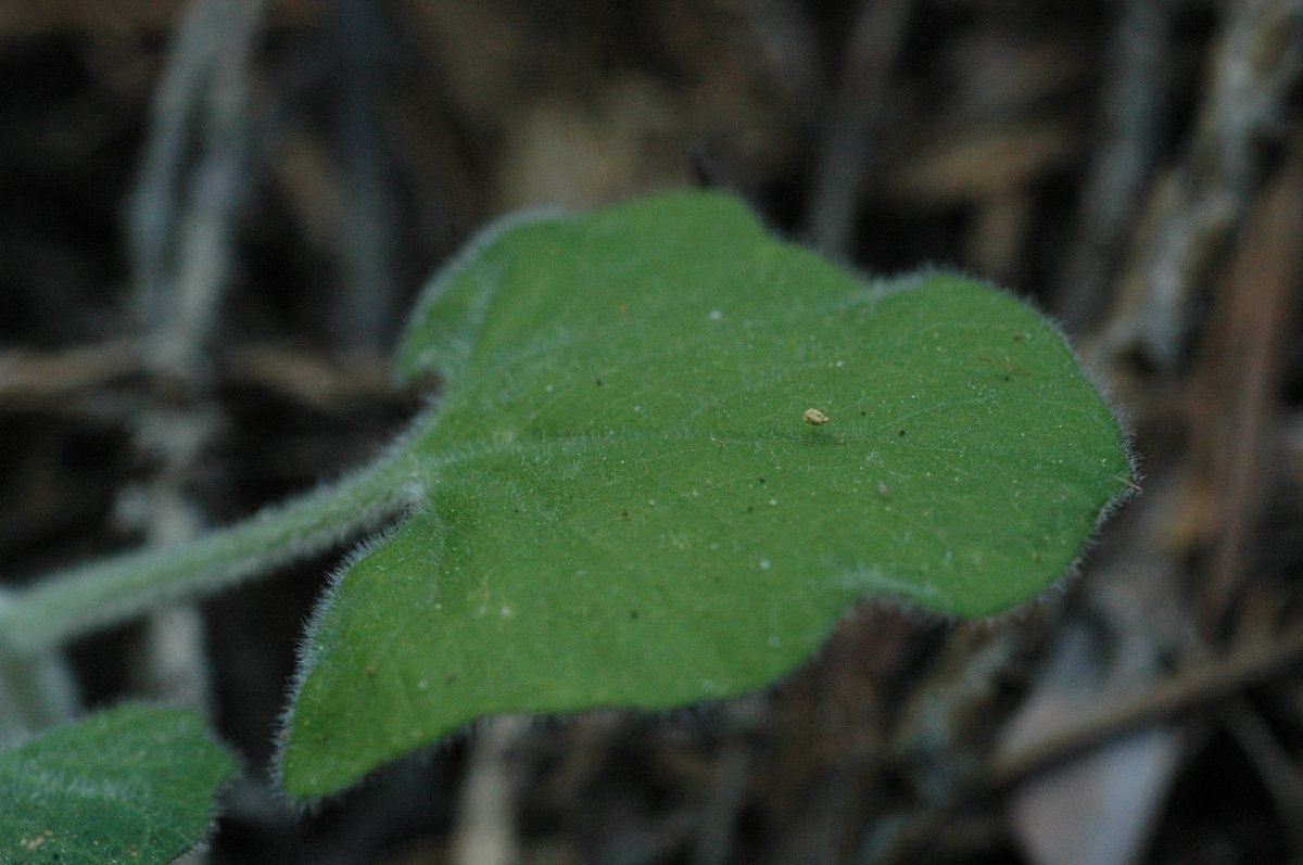 Calystegia malacophylla var. berryi