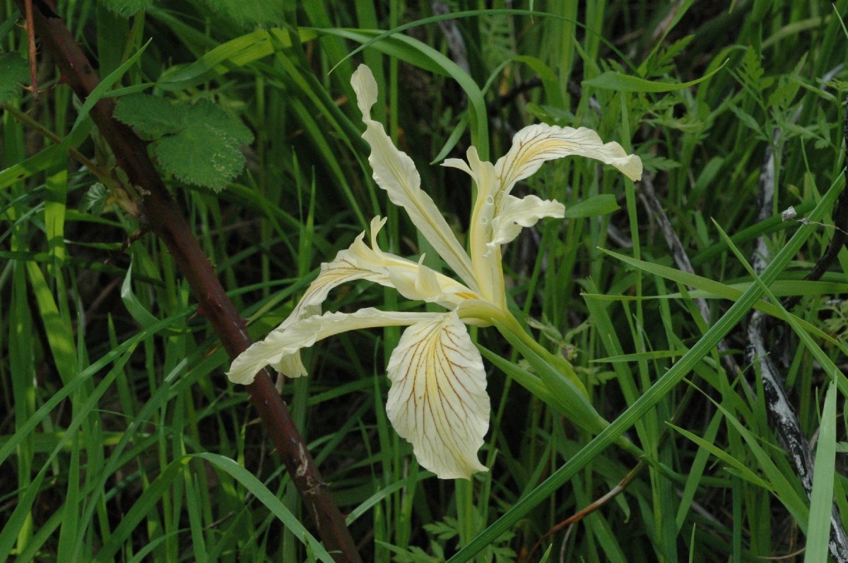 Iris tenax ssp. klamathensis