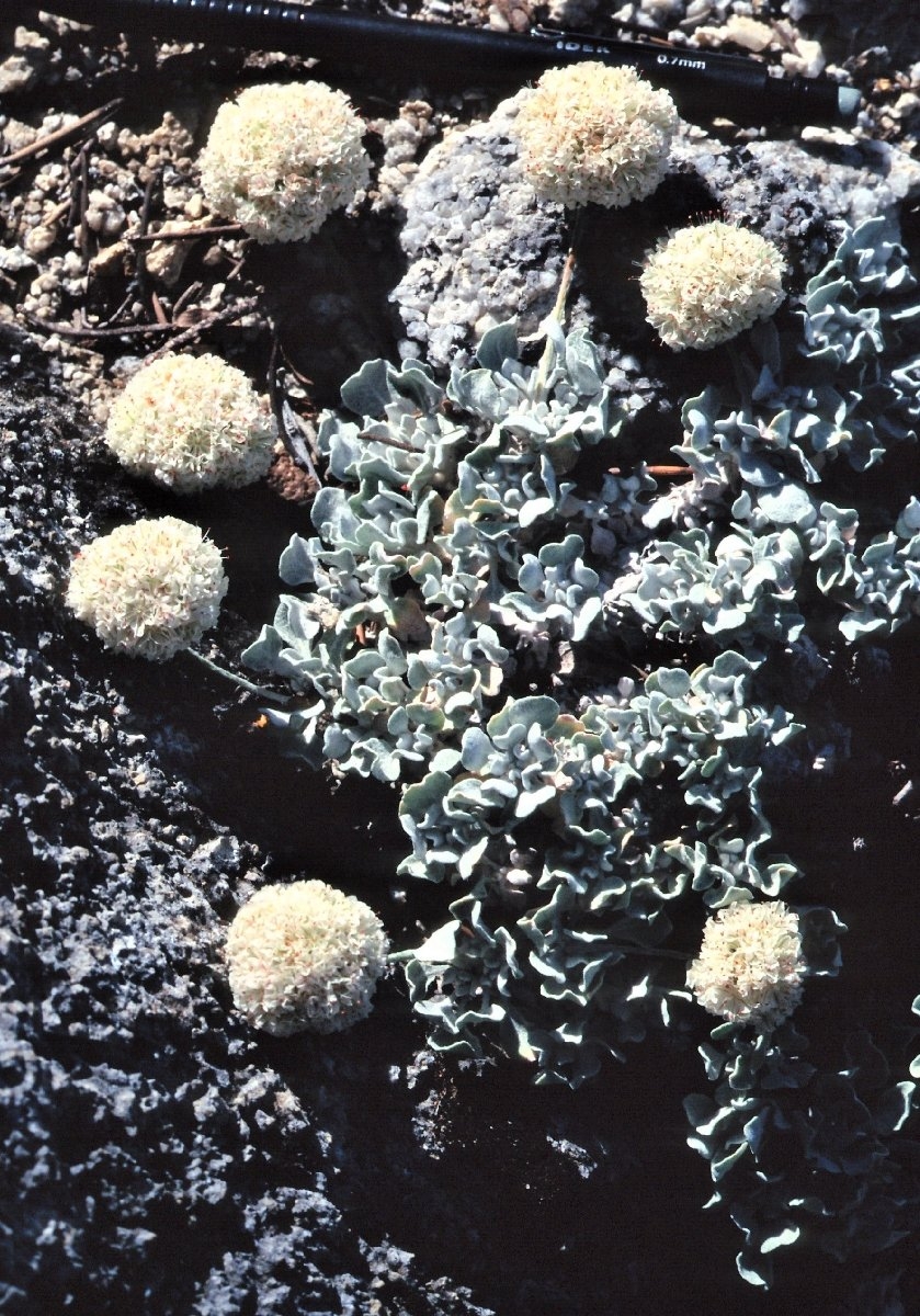 Eriogonum ovalifolium var. monarchense