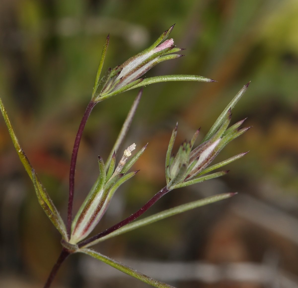 Linanthus bigelovii ssp. johnsonii