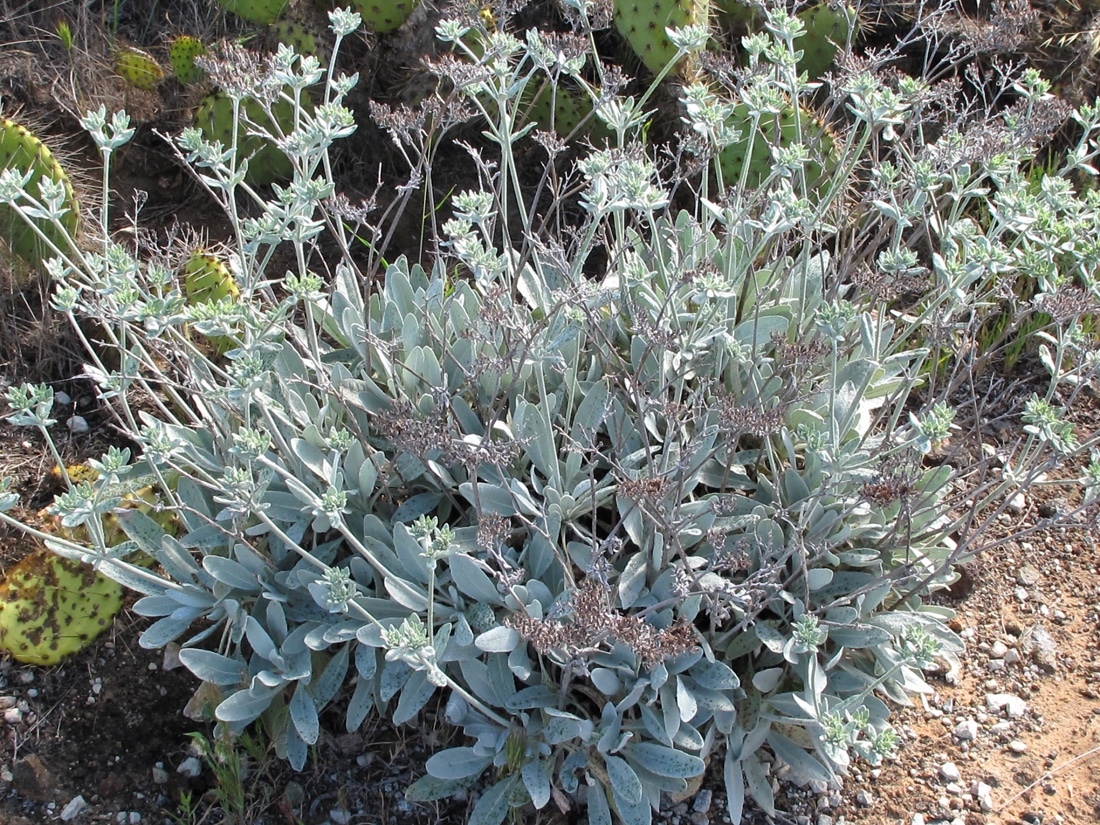 Eriogonum giganteum