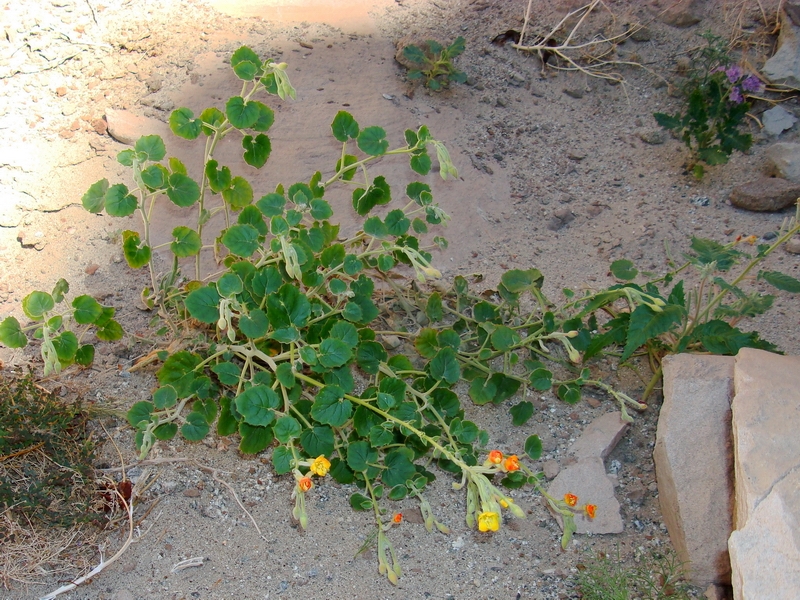 Camissonia cardiophylla