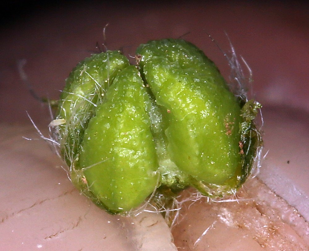 Amsinckiopsis kingii