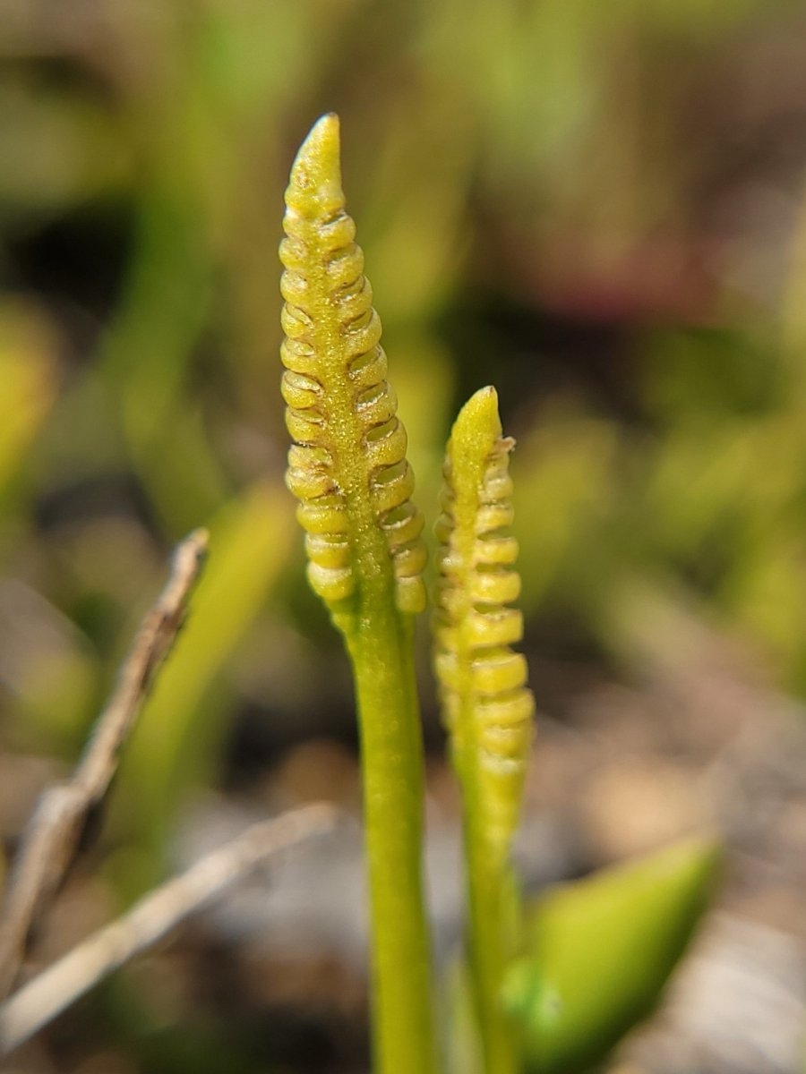 Ophioglossum californicum