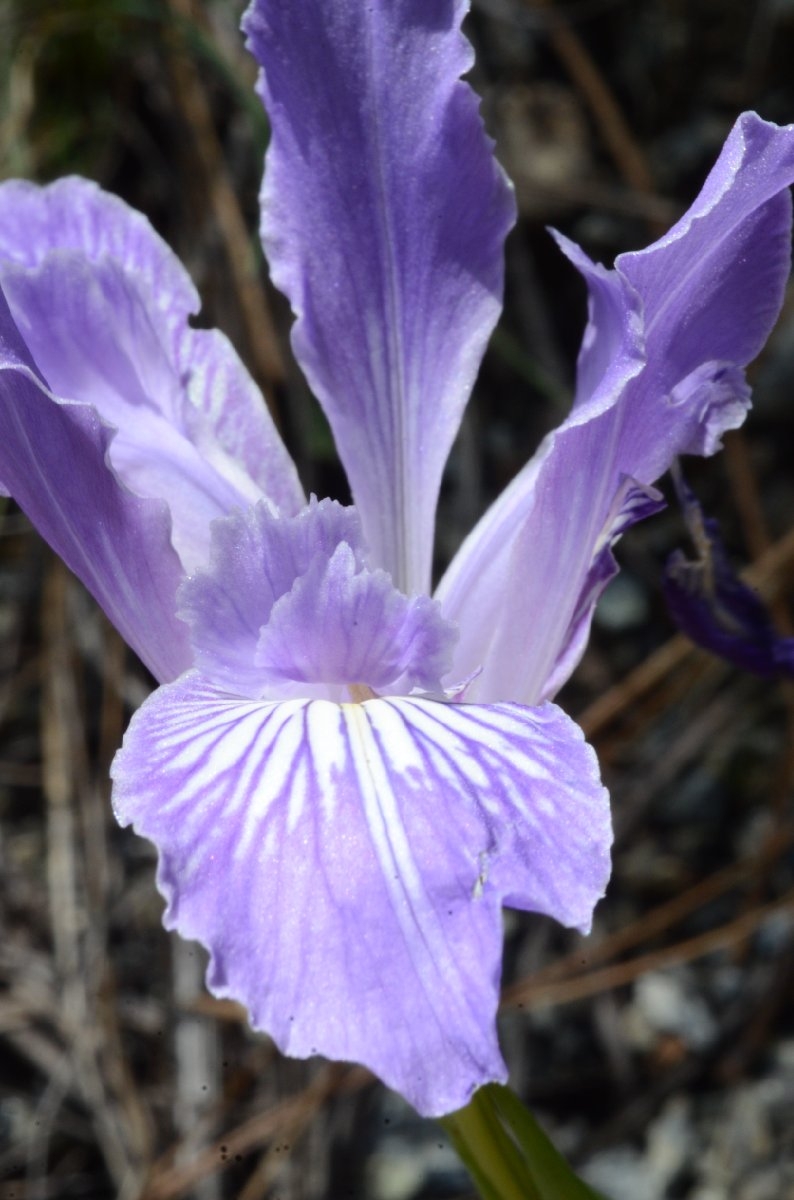 Iris thompsonii