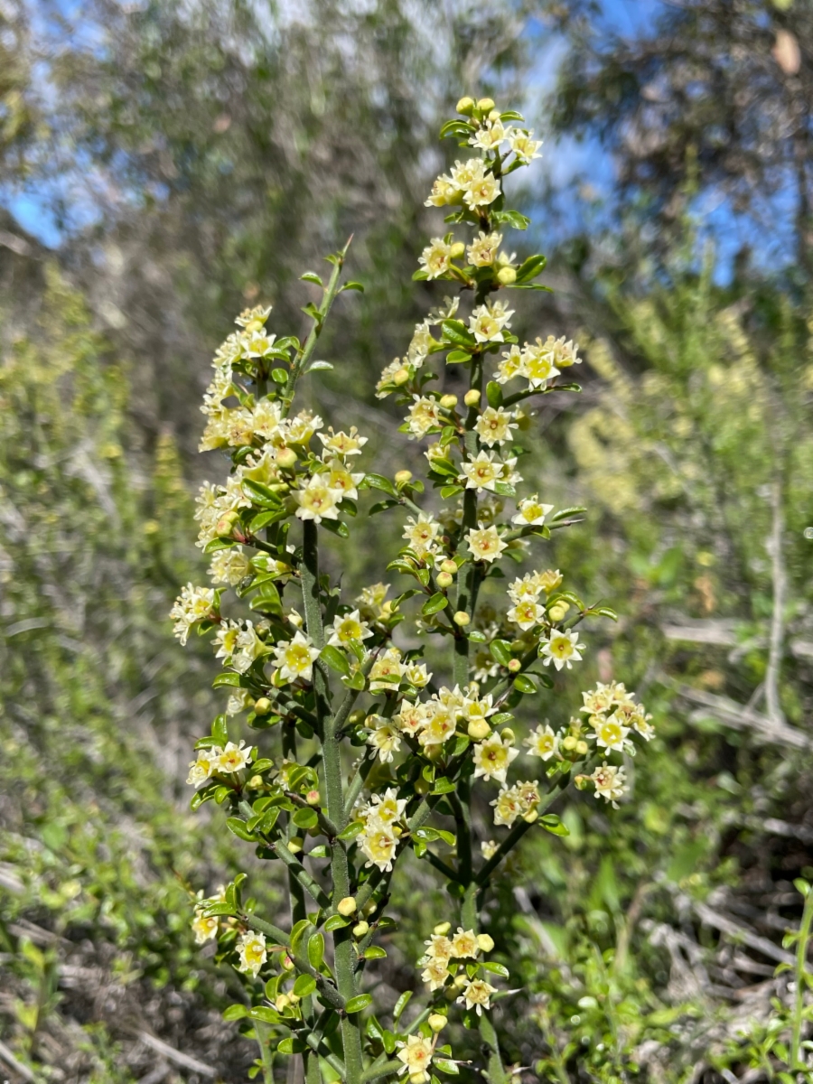 Adolphia californica