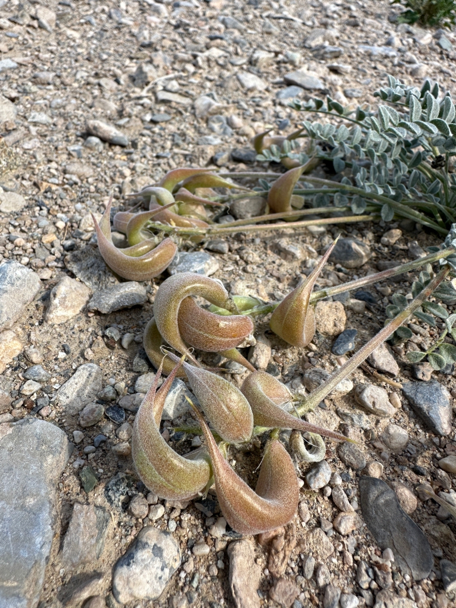 Astragalus tidestromii