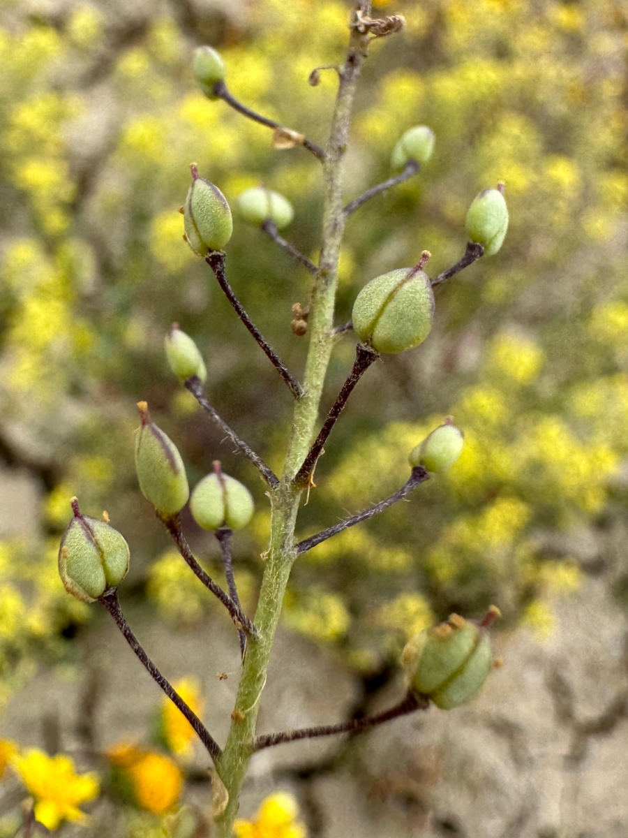 Lepidium jaredii ssp. jaredii