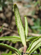 Mimulus aurantiacus var. pubescens