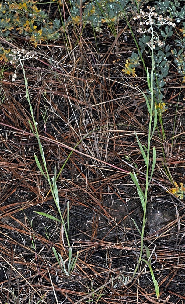 Antennaria luzuloides ssp. luzuloides