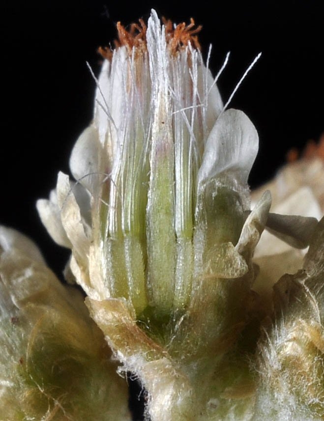 Antennaria luzuloides ssp. luzuloides