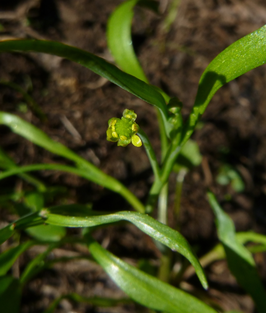 Ranunculus pusillus
